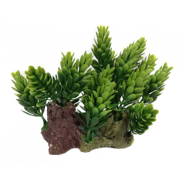 ΔΙΑΚΟΣΜΗΤΙΚΟ ΔΕΝΤΡΑΚΙ ΕΝΥΔΡΕΙΟΥ 10CM