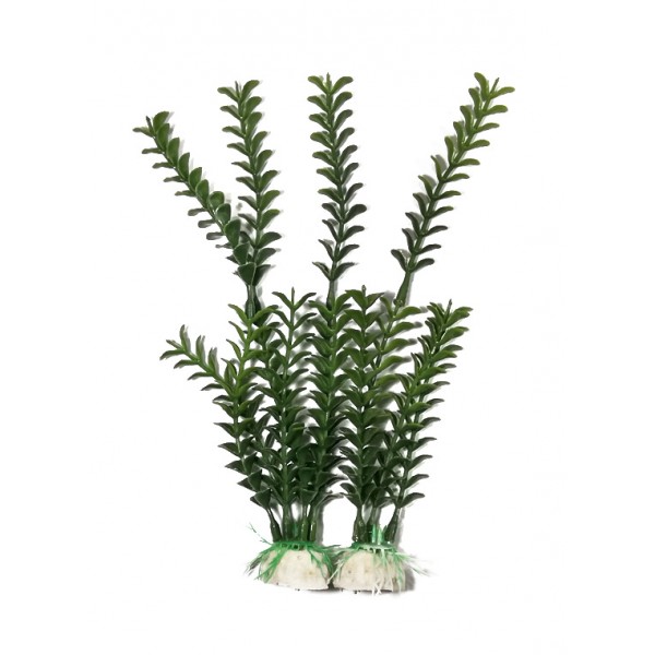 ΔΙΑΚΟΣΜΗΤΙΚΑ ΦΥΤΑ ΕΝΥΔΡΕΙΟΥ 2ΤΜΧ 20CM